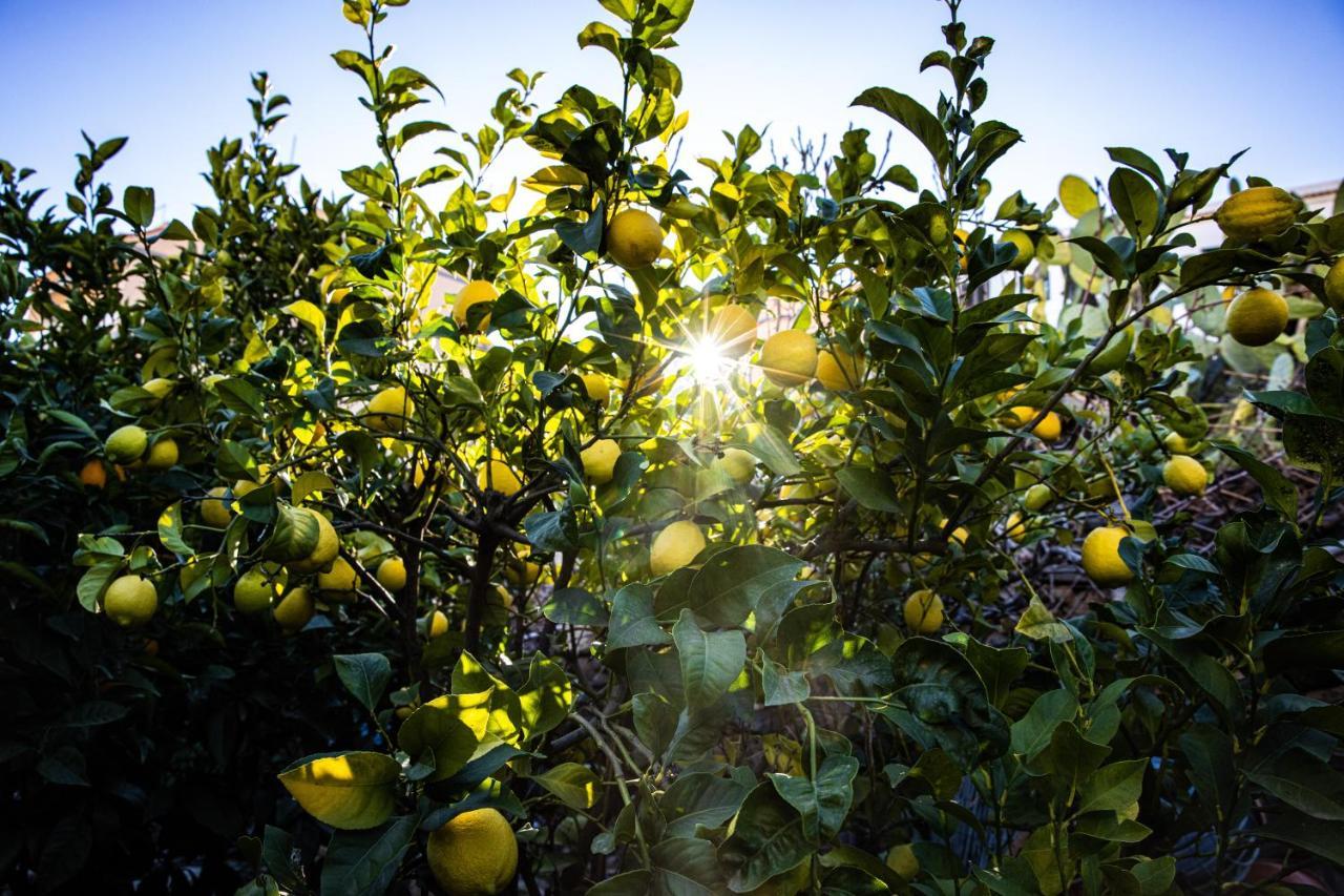 The Lemon Tree Appartement Vilaflor Buitenkant foto