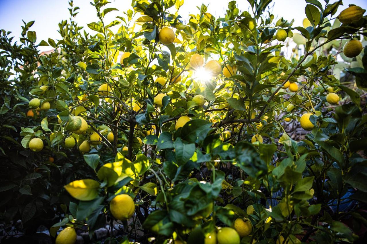 The Lemon Tree Appartement Vilaflor Buitenkant foto